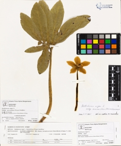 Helleborus niger L. subsp. macranthus (Freyn) Schiffner