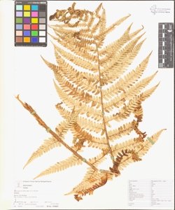 Dryopteris filix-mas (L.) Schott