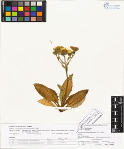 Hieracium pulmonarioides (Vill.) Zahn