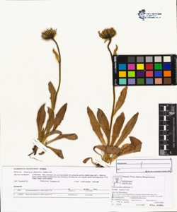 Hieracium alpinum L. subsp. halleri Vill.