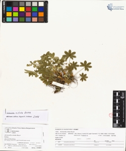 Alchemilla nitida Buser
