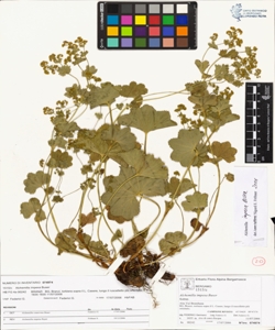 Alchemilla impexa Buser
