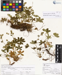 Alchemilla opaca Buser