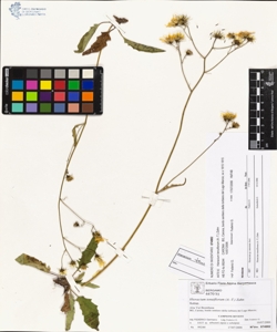 Hieracium tenuiflorum (A.-T.) Zahn