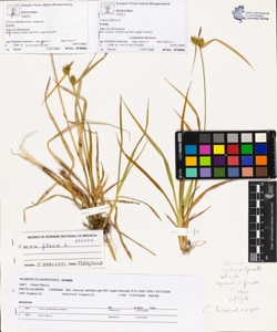 Carex flava L.