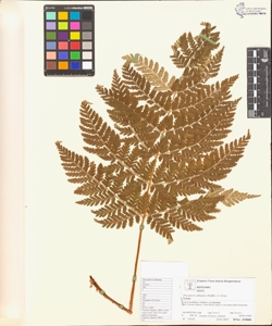 Dryopteris dilatata (Hoffm.) A. Gray