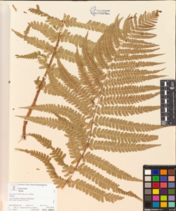 Dryopteris filix-mas (L.) Schott