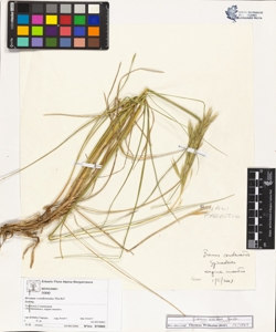 Bromus erectus Hudson