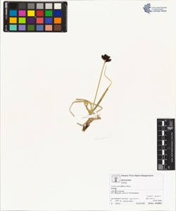 Carex parviflora Host