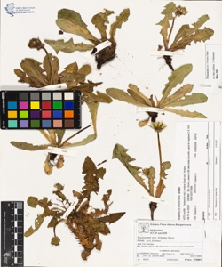 Taraxacum sect. fontana Soest