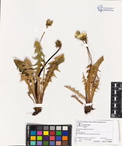 Taraxacum officinale (Aggr.)
