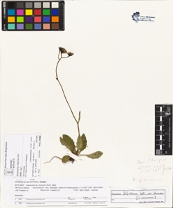 Hieracium gr. murorum Auct.
