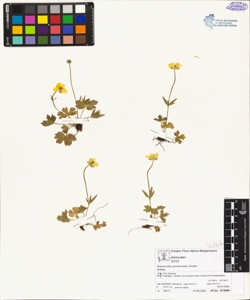 Ranunculus grenieranus Jordan