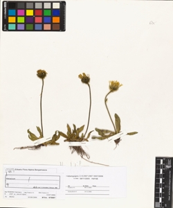 Hieracium piliferum Hoppe subsp. piliferum
