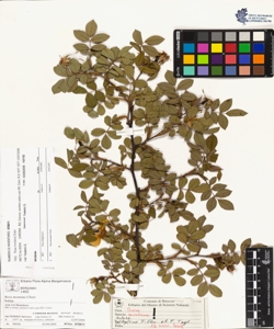Rosa montana Chaix