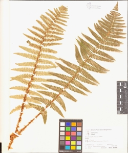 Dryopteris filix-mas (L.) Schott
