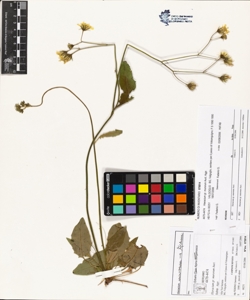 Hieracium gr. murorum Auct.