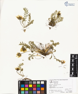 Oxytropis campestris (L.) DC. subsp. campestris