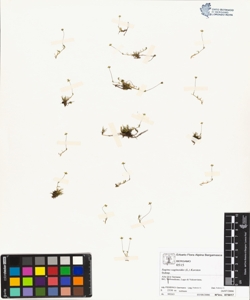 Sagina saginoides (L.) Karsten