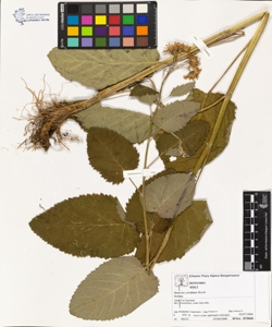 Senecio cordatus Koch