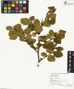 Alnus viridis (Chaix) DC.