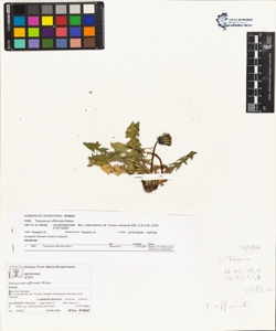 Taraxacum officinale (Aggr.)
