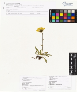 Hieracium alpinum L. subsp. alpinum