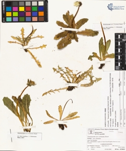 Taraxacum sect. fontana Soest