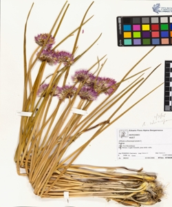 Allium schoenoprasum L.