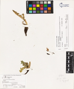 Taraxacum officinale (Aggr.)