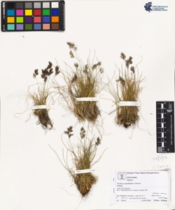 Festuca quadriflora Honck.