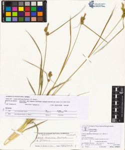 Carex demissa Hornem. x C. flava L.