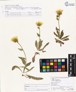Hieracium villosum L. subsp. villosum