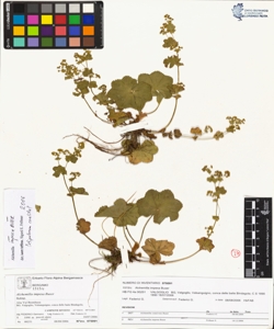 Alchemilla impexa Buser