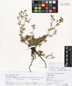 Potentilla argentea L.
