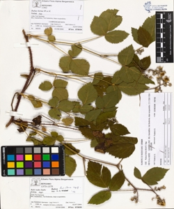 Rubus hirtus W.et K. (Agg.)