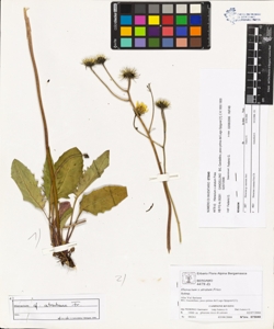 Hieracium x atratum Fries
