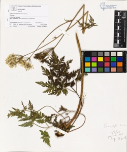 Chaerophyllum hirsutum L.