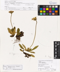 Hieracium hoppeanum Schultes subsp. hoppeanum