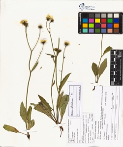 Hieracium x atratum Fries