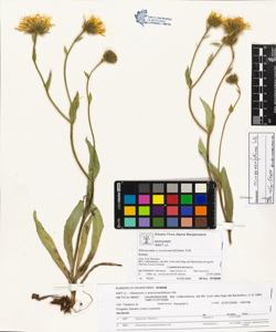 Hieracium x scorzonerifolium Vill.