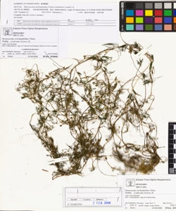 Ranunculus trichophyllus Chaix subsp. eradicatus (Laest.) K.