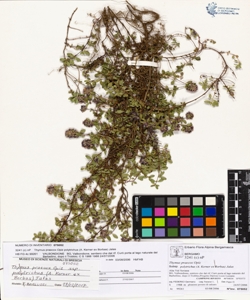Thymus praecox Opiz subsp. polytrichus (A. Kerner ex Borbas) Jalas