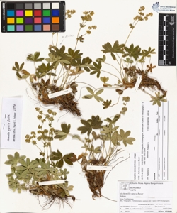 Alchemilla opaca Buser