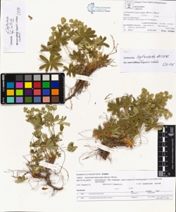 Alchemilla leptoclada (Buser.) Buser