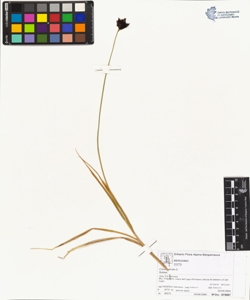 Carex atrata L.