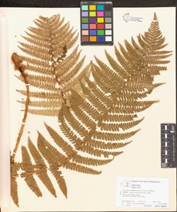 Dryopteris affinis (Lowe) Fraser-Jenkins subsp. borreri (Newm.) Fras.-Jenk