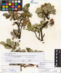 Salix hastata L.
