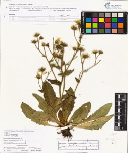 Hieracium amplexicaule L. subsp. berardianum (A.-T) Z.