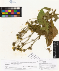 Hieracium pulmonarioides (Vill.) Zahn